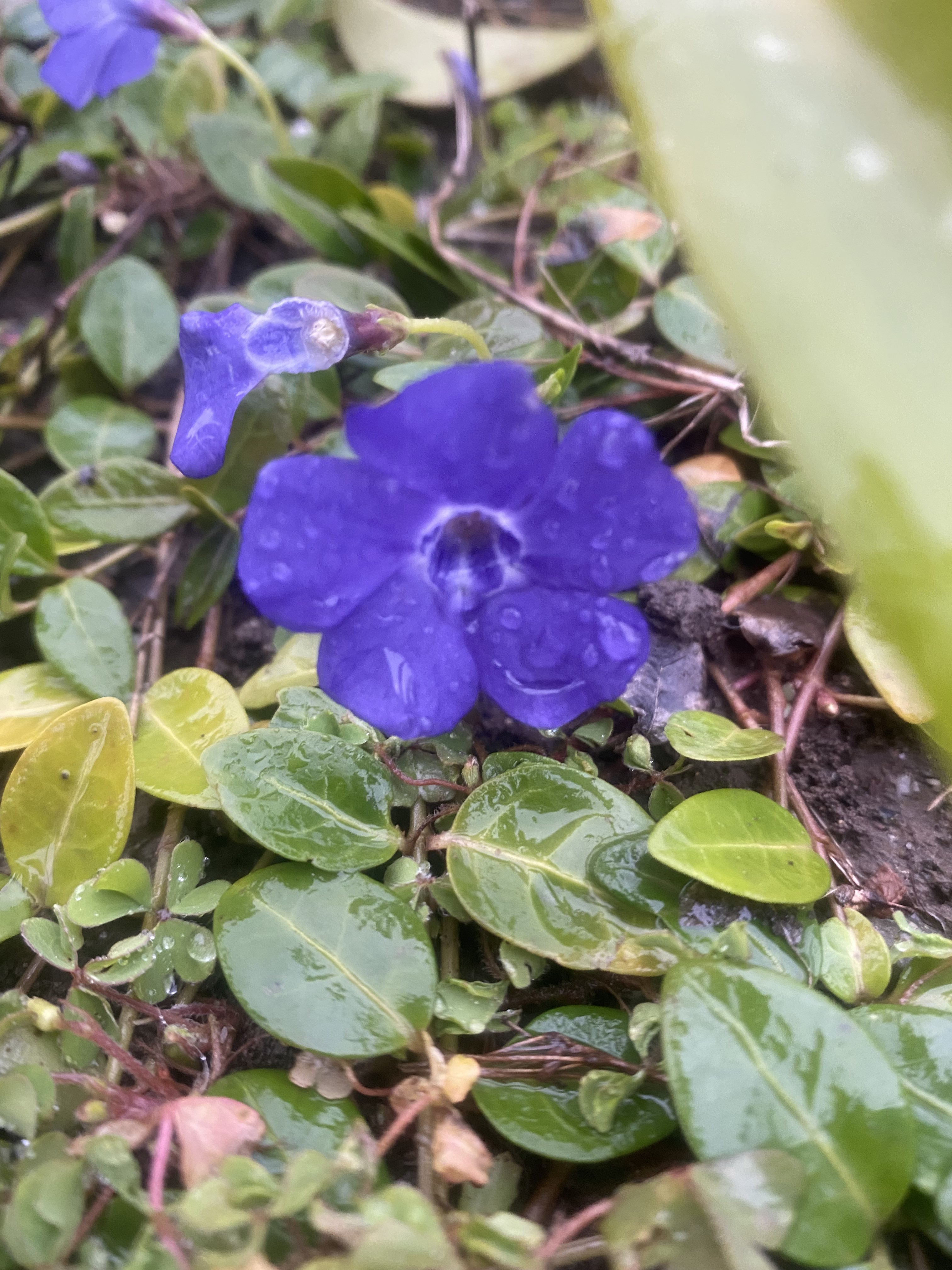 Poor Flower!